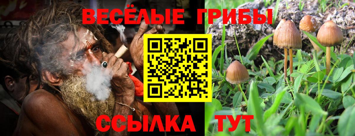 Галлюциногенные грибы мицелий  Вход с VPN  Галлюциногенные грибы Cubensis  Торжок 